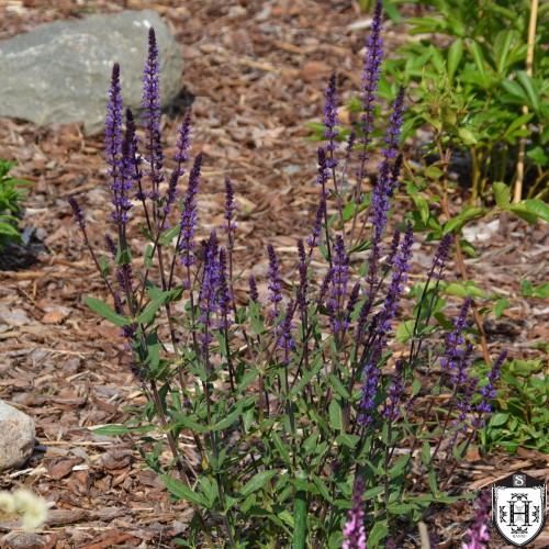 Salvia nemorosa 'Caradonna' - Metssalvei 'Caradonna' P9/0,55L 